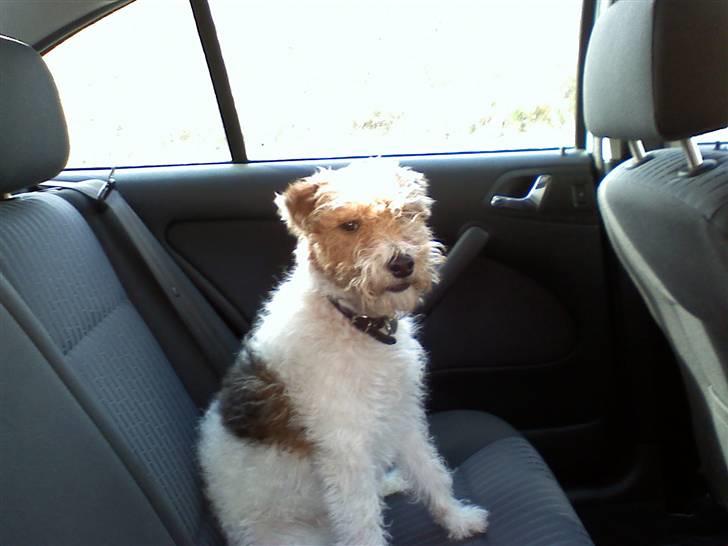 Ruhåret foxterrier vaks - jeg elsker at køre bil billede 1