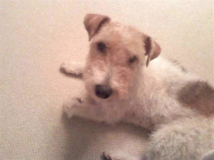Ruhåret foxterrier vaks - er jeg ikk sød billede 2