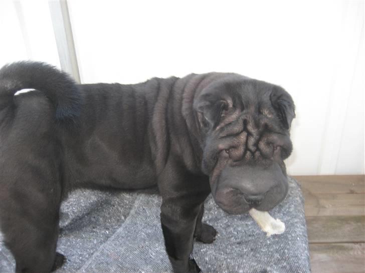 Shar pei Jytte billede 1