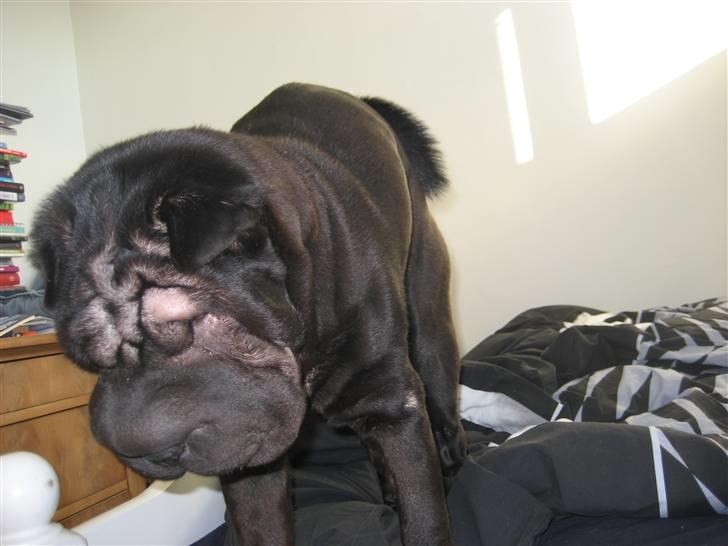 Shar pei Jytte billede 2