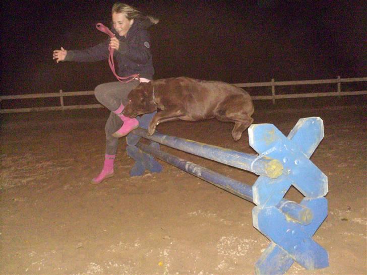 Labrador retriever Laura billede 15