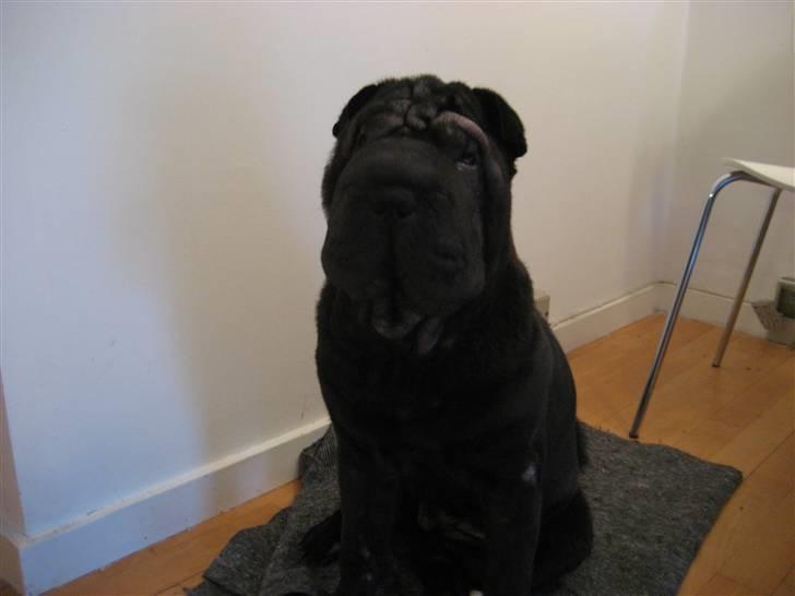 Shar pei Jytte billede 3