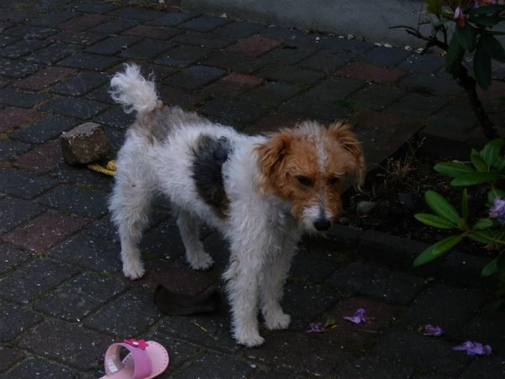 Ruhåret foxterrier vaks - efter jeg kom hjem til cecilie billede 3