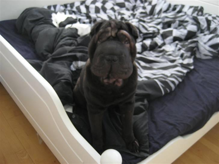 Shar pei Jytte billede 4