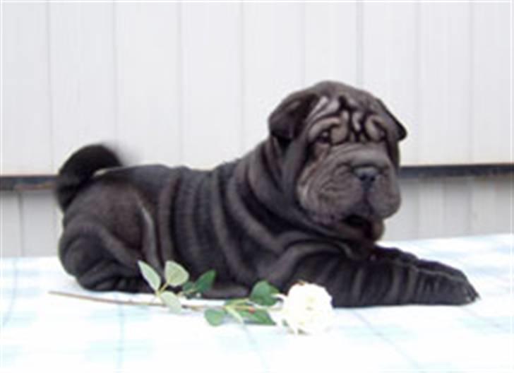 Shar pei Jytte billede 5