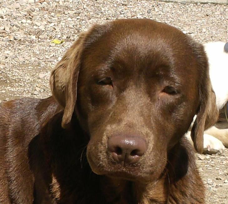 Labrador retriever Laura billede 16