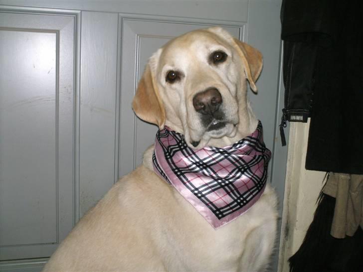 Labrador retriever Ludvig R.I.P billede 17