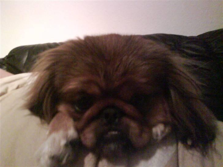 Pekingeser freya billede 8