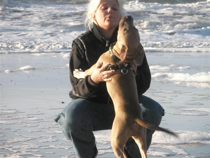 Amerikansk staffordshire terrier TYSON aka **banditten** - uhhhh billede 10