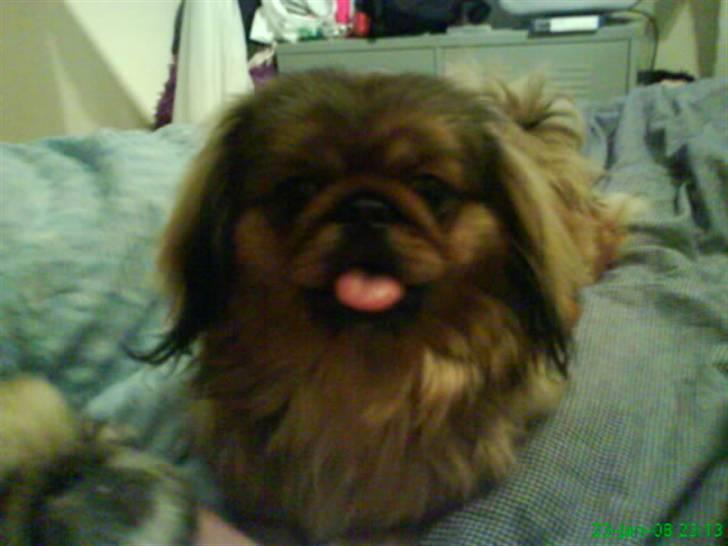 Pekingeser freya billede 10