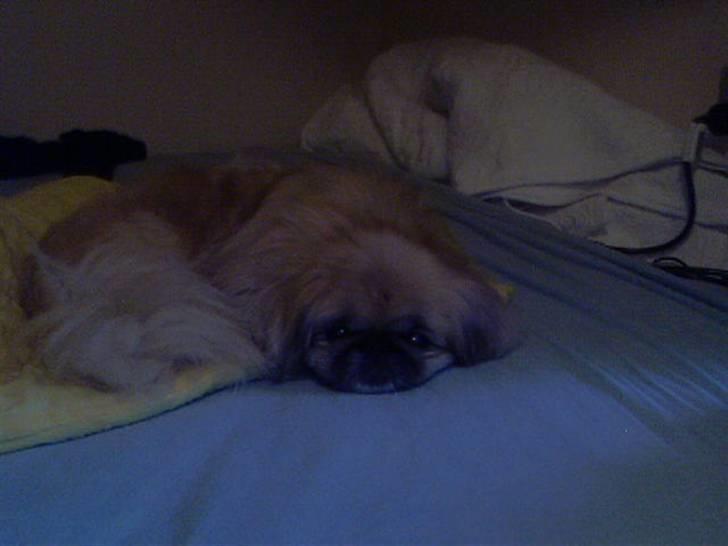 Pekingeser Line R.I.P Min skat - Line nok lige vågnet billede 7