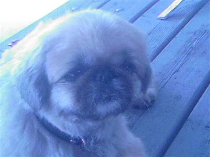 Pekingeser Line R.I.P Min skat - Line med sommerklip billede 8