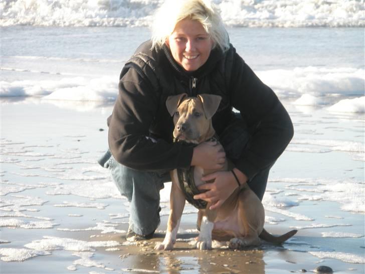 Amerikansk staffordshire terrier TYSON aka **banditten** - mor og banditten billede 11