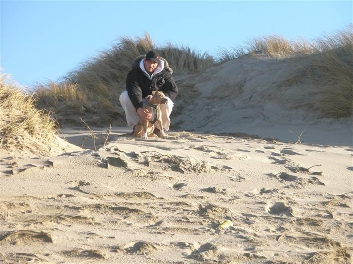 Amerikansk staffordshire terrier TYSON aka **banditten** billede 12