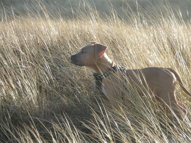 Amerikansk staffordshire terrier TYSON aka **banditten** billede 13