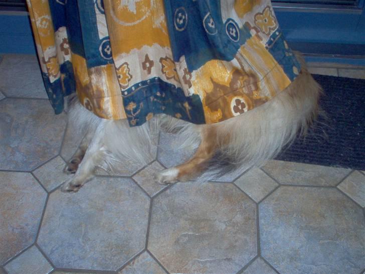 Collie langhåret The Sound of Music, Bella - Bella du er altså for stor til at gemme dig under gardinet :P billede 12