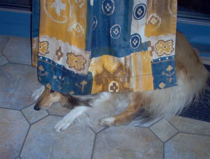 Collie langhåret The Sound of Music, Bella - Øv altså! billede 13