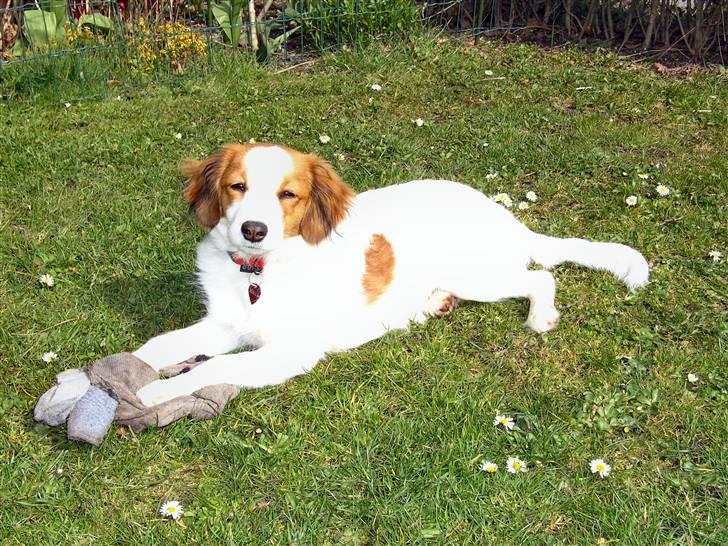Kooikerhondje Molly billede 2