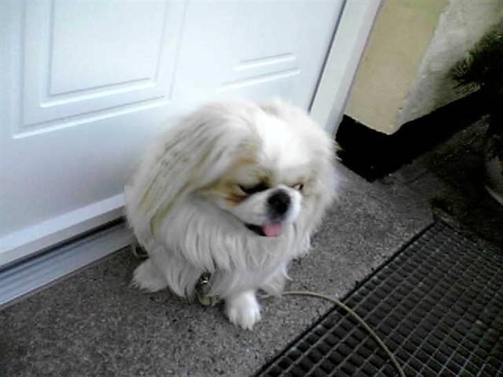 Pekingeser teddi billede 12