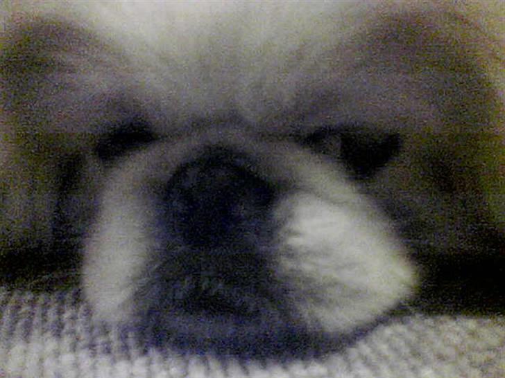 Pekingeser teddi billede 13
