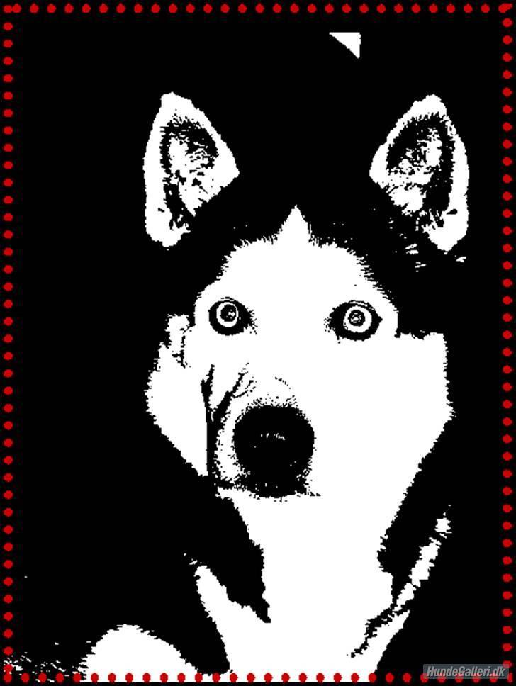 Siberian husky AKELA R.I.P. billede 11
