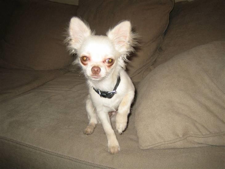 Chihuahua Victor billede 1