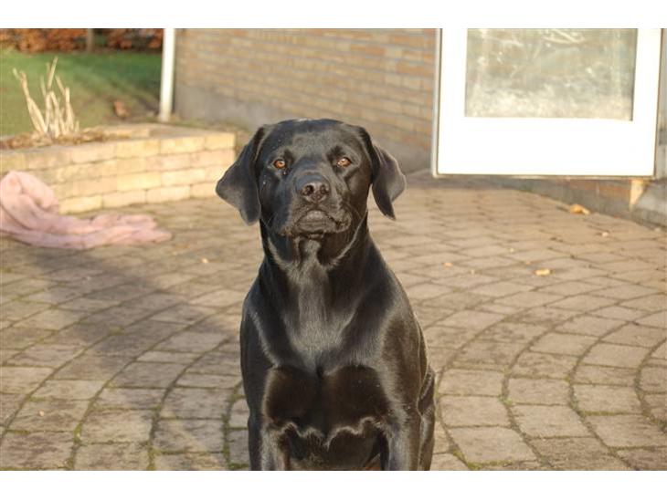 Labrador retriever Jason billede 1