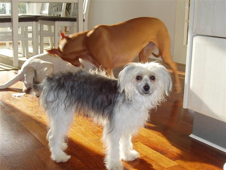 {{currentPhoto.altText}} billede {{currentPhoto.number}}