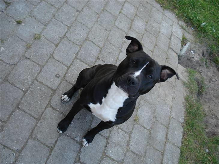 Amerikansk staffordshire terrier R.I.P  kenzo  savner dig - jeg kan godt sidde pænt haaar du noget til mig ;-) billede 1