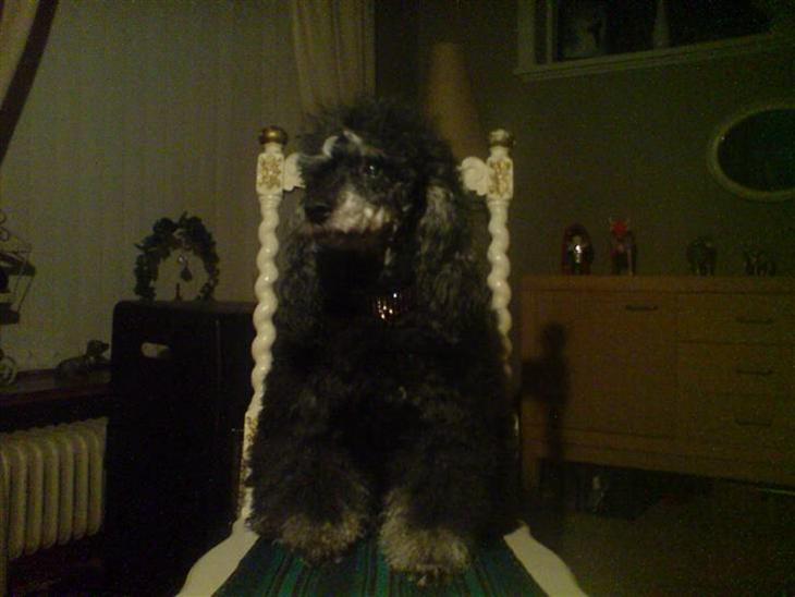 Pudelpointer vinnie - Er jeg ikke bare en smuk hund billede 1