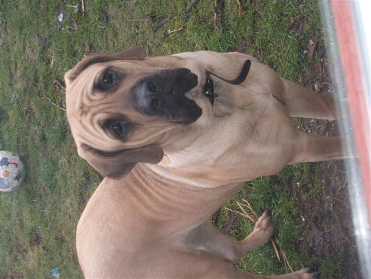 {{currentPhoto.altText}} billede {{currentPhoto.number}}