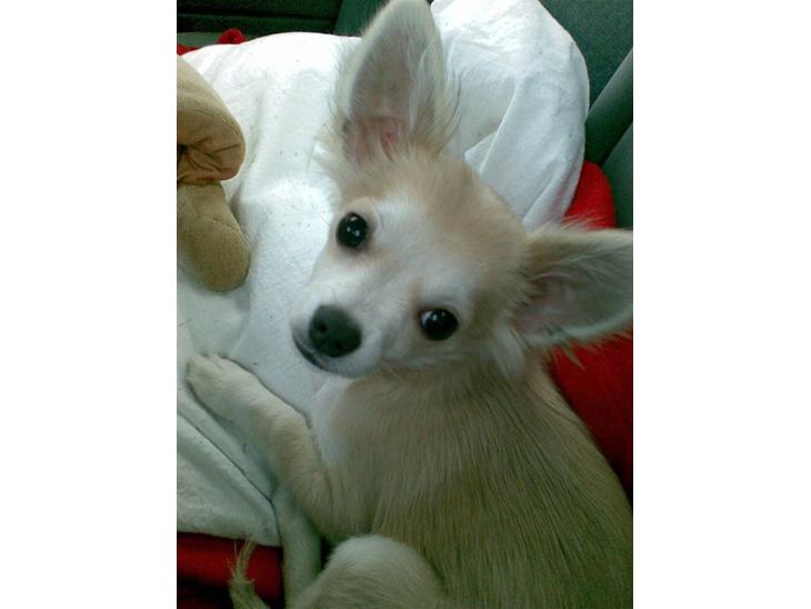 {{currentPhoto.altText}} billede {{currentPhoto.number}}