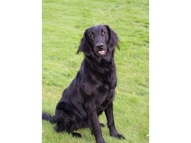 Flat coated retriever Samson billede 1