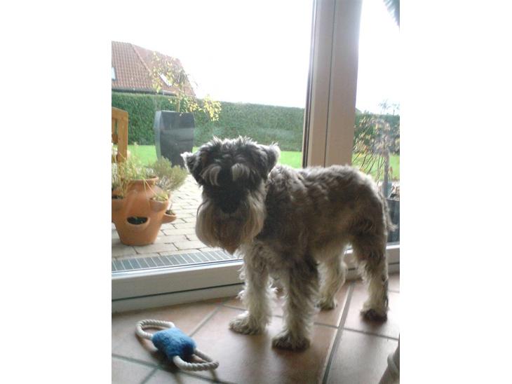 Dvaergschnauzer Fesser - Skal vi lege.  :b billede 1