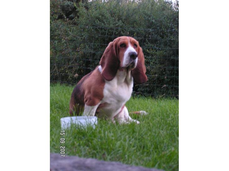 Basset hound columbus - jeg var slet ikke klar til at blive fotograferet -far altså!!! billede 1