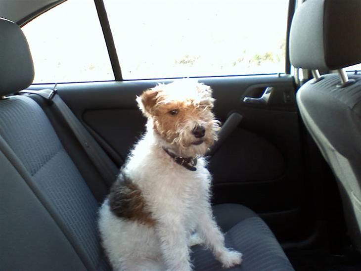 {{currentPhoto.altText}} billede {{currentPhoto.number}}