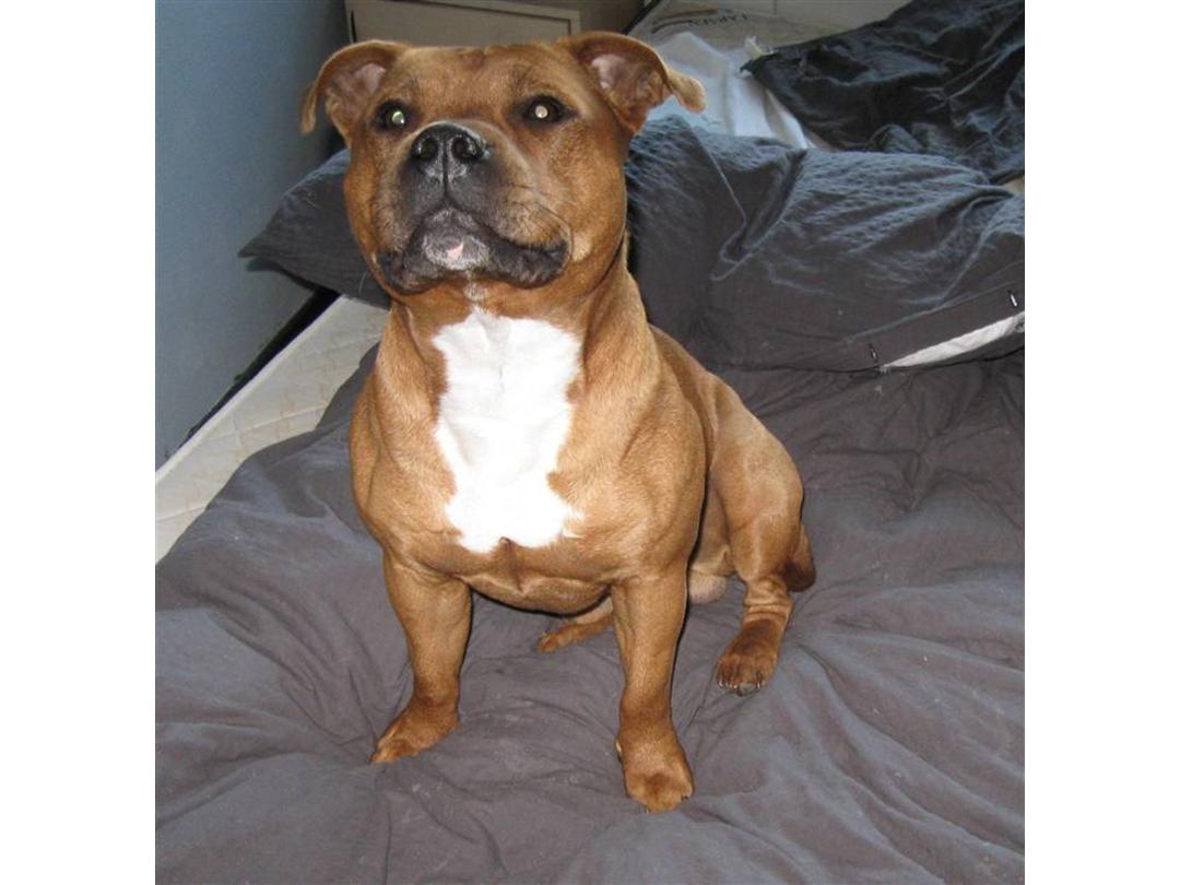 mærkning Alabama forbandelse Staffordshire bull terrier Bonzai-staff Diesel - 2007 - Rød med hvid plet  på bryst og...