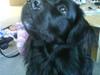 Blanding af racer retriver/newfoundlænder