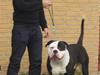 Amerikansk bulldog Magrethelund´s Santos