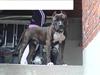 Amerikansk staffordshire terrier Cezar 