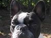 Fransk bulldog Verner