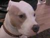 Amerikansk staffordshire terrier Naomi