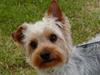 Yorkshire terrier Sniffer