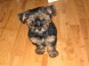 Yorkshire terrier Basso