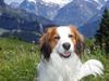 Kooikerhondje Milo (Moffe's Milo) [ Himmelhund]