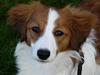 Kooikerhondje Bellis (Vitovani)