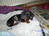 Dværggravhund Mini