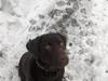 Labrador retriever Bailey