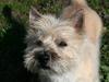 Cairn terrier Gaia