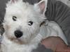 West highland white terrier Dundee